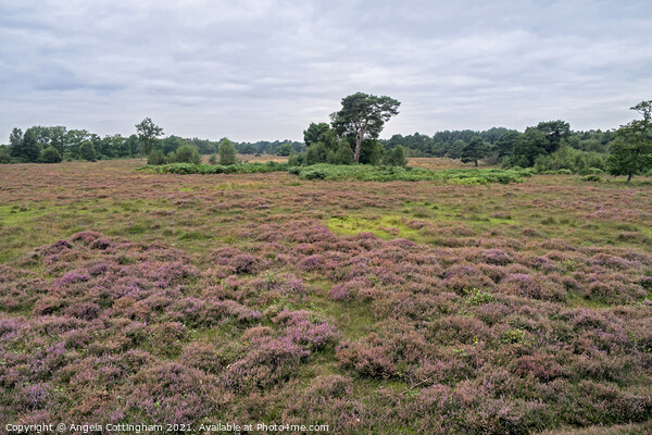 Heather Time at Skipwith Common Picture Board by Angela Cottingham