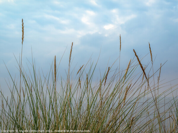 Marram Grass Picture Board by Angela Cottingham