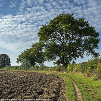 Buy canvas prints of Tree by a Ploughed Field by Angela Cottingham