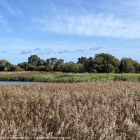 Buy canvas prints of Staveley Nature Reserve by Angela Cottingham