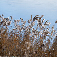 Buy canvas prints of Flowering reeds in a gentle breeze beside a pond by Angela Cottingham