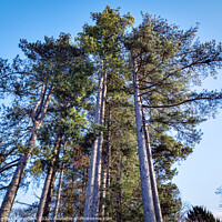 Buy canvas prints of Tall Pine Trees by Angela Cottingham