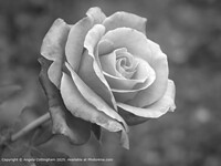 Click to show how this picture will look as a piece of wall art