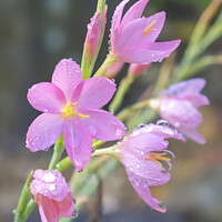 Pink Kaffir Lily Flowers
