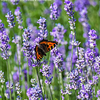 Butterfly Feeding on Lavender Flowers