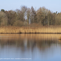 View Over the Pond