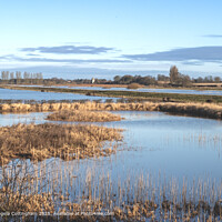 Flooded Meadows at North Duffield Carrs