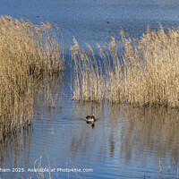 Greylag Goose Among the Reeds