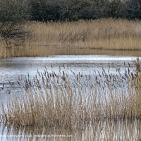 Tranquil Pond