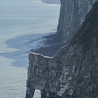 Bempton Cliffs Rock Arch