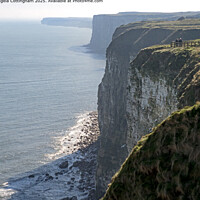 Bempton Cliffs Coastline Landscape