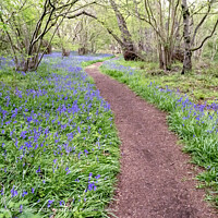 Bluebells in an English Wood