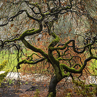 Buy canvas prints of Twisted Tree in Winter by Angela Cottingham