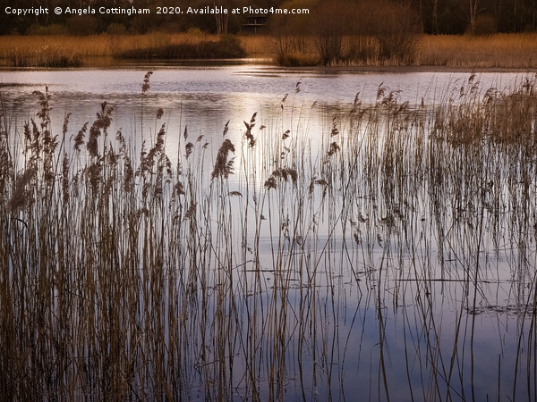Golden Afternoon Light at Potteric Carr Picture Board by Angela Cottingham