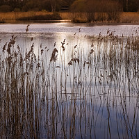 Buy canvas prints of Golden Afternoon Light at Potteric Carr by Angela Cottingham
