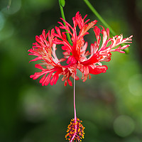 Buy canvas prints of Hanging Hibiscus by Angela Cottingham