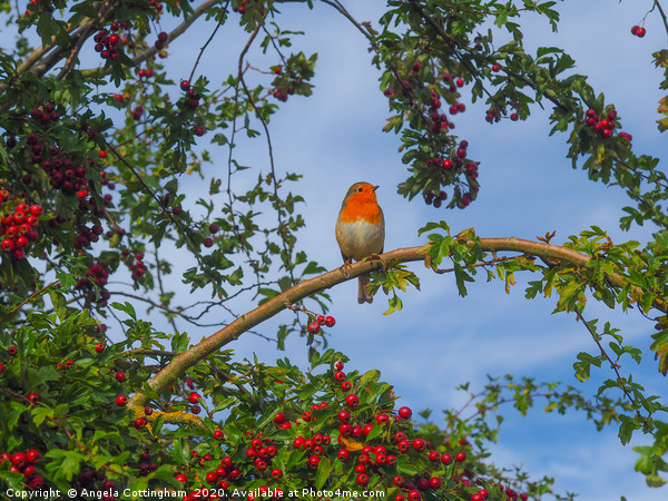 Robin in a Hawthorn Bush Picture Board by Angela Cottingham