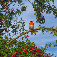 Buy canvas prints of Robin in a Hawthorn Bush by Angela Cottingham