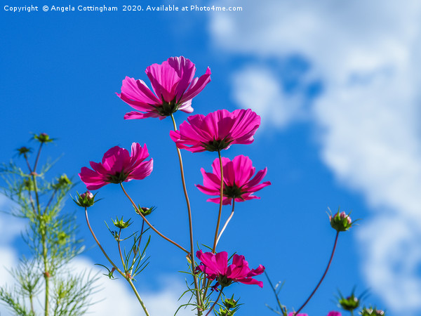 Pink Cosmos, Blue Sky Picture Board by Angela Cottingham