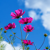 Buy canvas prints of Pink Cosmos, Blue Sky by Angela Cottingham