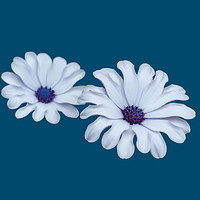 Buy canvas prints of White African Daisies by Angela Cottingham