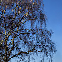Buy canvas prints of Winter Silver Birch by Angela Cottingham