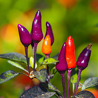 Buy canvas prints of Purple Tiger Chilli Peppers by Angela Cottingham