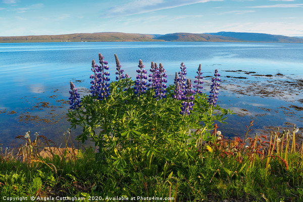 Lupins by the Fjord Picture Board by Angela Cottingham