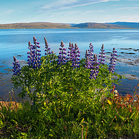 Buy canvas prints of Lupins by the Fjord by Angela Cottingham