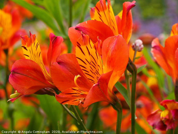 Alstroemeria 'Orange Glory' Picture Board by Angela Cottingham