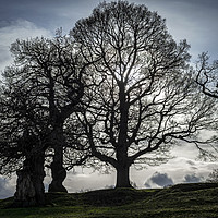 Buy canvas prints of Tree Silhouettes by Angela Cottingham