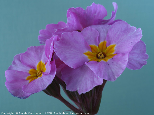 Polyanthus 'Pink Champagne' 1 Picture Board by Angela Cottingham