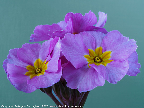 Polyanthus 'Pink Champagne' 2 Picture Board by Angela Cottingham