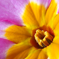 Buy canvas prints of Polyanthus Macro by Angela Cottingham