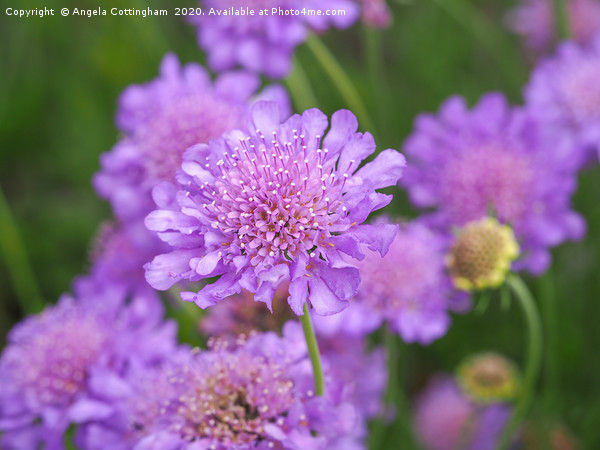 Scabious Flowers Picture Board by Angela Cottingham