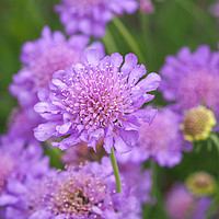 Buy canvas prints of Scabious Flowers by Angela Cottingham