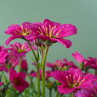 Buy canvas prints of Saxifrage  by Angela Cottingham