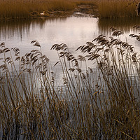Buy canvas prints of Wetlands at Far Ings by Angela Cottingham