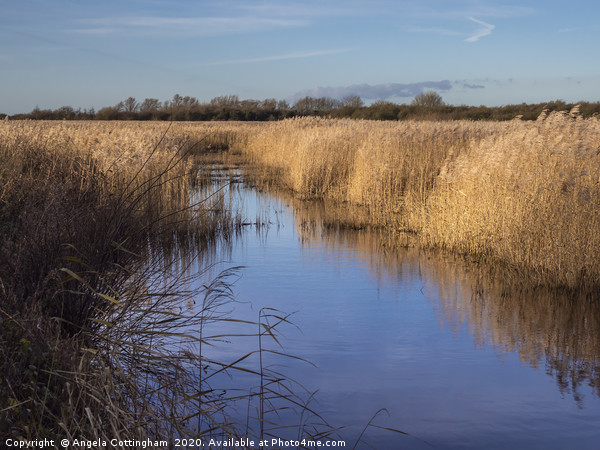 Wetlands at Far Ings Picture Board by Angela Cottingham