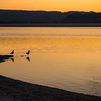 Buy canvas prints of Seagulls at Sunset by Angela Cottingham