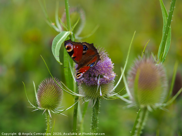 Peacock Butterfly on a Teasel Flower Picture Board by Angela Cottingham