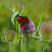 Buy canvas prints of Peacock Butterfly on a Teasel Flower by Angela Cottingham