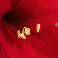 Buy canvas prints of Red Amaryllis by Angela Cottingham