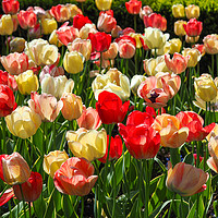 Buy canvas prints of Mixed Tulip Display by Angela Cottingham
