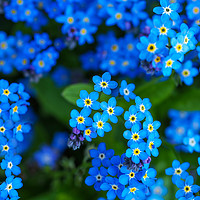 Buy canvas prints of Forget-me-not Flowers by Angela Cottingham