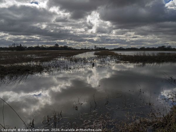 Wetlands at Wheldrake Picture Board by Angela Cottingham