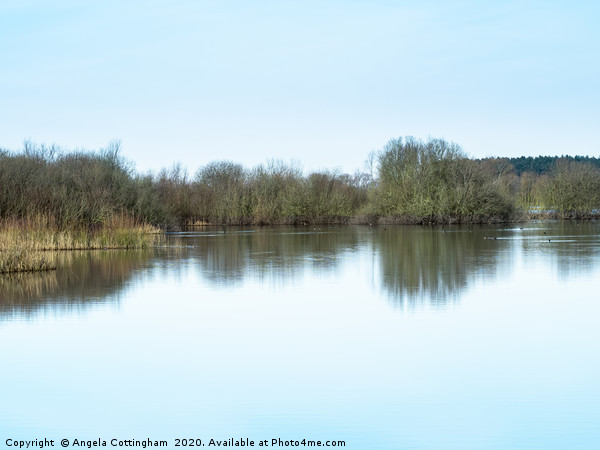 Calm Day at Wheldrake Ings Picture Board by Angela Cottingham