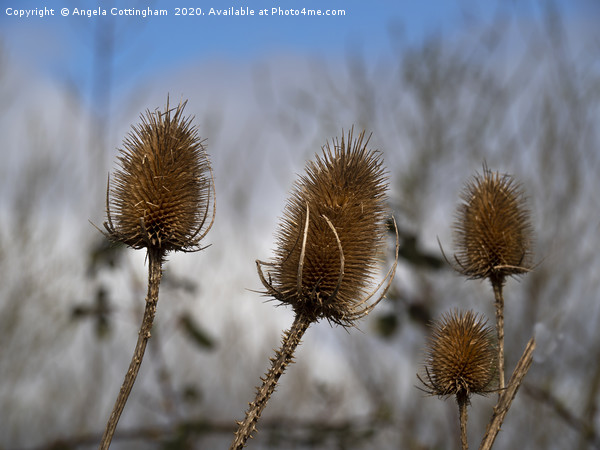 Winter Teasels Picture Board by Angela Cottingham