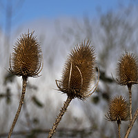 Buy canvas prints of Winter Teasels by Angela Cottingham