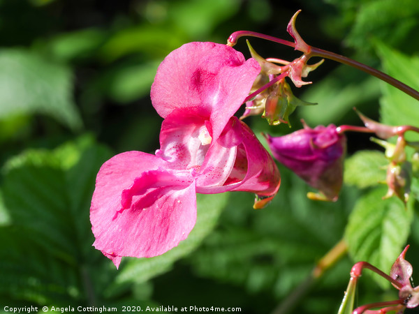 Himalayan Balsam Picture Board by Angela Cottingham